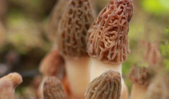 種植羊肚菌需要注意的地方有哪些？